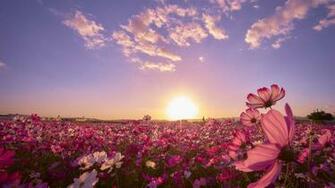 Most Beautiful Flowers Wallpaper HD