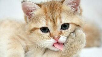 Cute Kittens Quotes HD Wallpaper For Desktop Background High