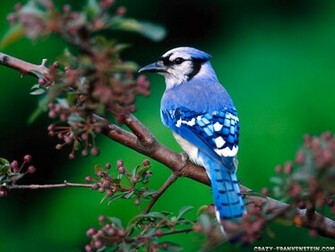 Sun Shines Beautiful Blue Bird Wallpaper