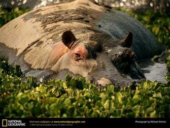Hippo Wallpaper Hippos
