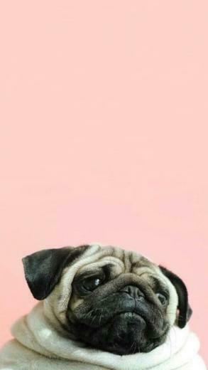 Pug Wallpaper I Just Love It P U G Pugs Dog