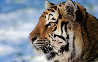 Tiger Face Wallpaper