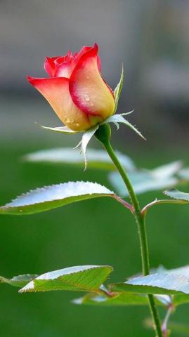 Close Up Photo Of Fresh Red And White Rose Flower For Smartphone