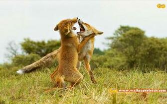 Wallpaper Fetch Beautiful Animals HD Pack