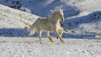 Wild Horses Running Wallpaper Beautiful White