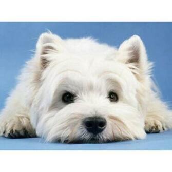 Westie Puppy Wallpaper The