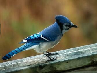 Blue Birds Twins Colorful Bird Wallpaper Small
