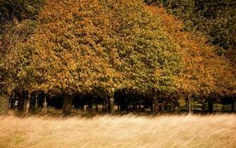 Autumn Scenic Wallpaper In HD