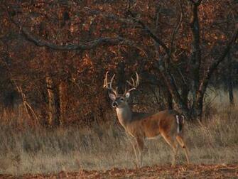 Whitetail Deer Background