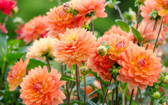 Dahlia Computer Wallpaper Desktop