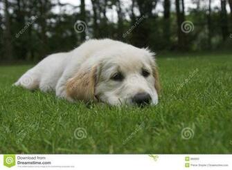 Cute Pictures Of Golden Retriever Puppies Desktop Background