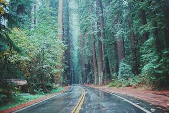 Avenue Of The Giants Humboldt County Ca 4k Wallpaper