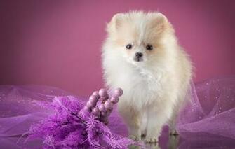 Wallpaper White Puppy Veil Decor Spitz Image For Desktop