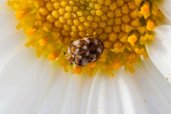 Carpet Beetle Wallpaper