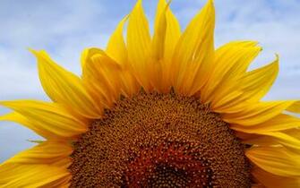 Flower Wallpaper Sunflower Flowers Pictures
