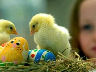 All 4u HD Wallpaper Cute Baby Chick