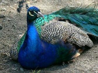 Of India Peacock Indian Blue Wallpaper