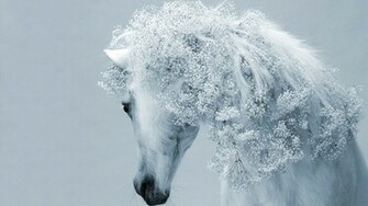 White Horse Wallpaper HD Magic4walls