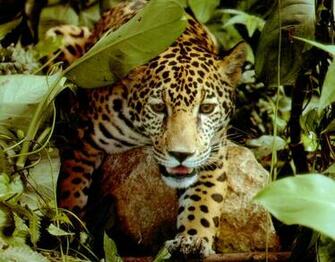 Funny Pictures Rainforest Animals List