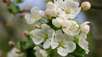 Peach Blossom Wallpaper