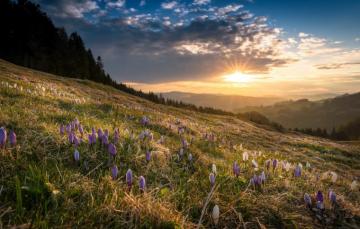 Wallpaper Flowers Spring Morning Image For Desktop Section