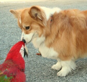 Pembroke Welsh Corgi Wallpaper Fun Animals Wiki Videos Pictures