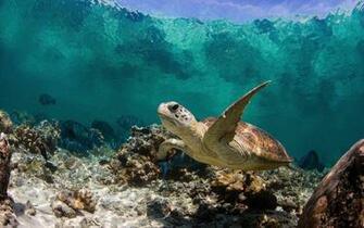 Foto Van Een Schildpad In Helder Water HD Schildpadden Wallpaper