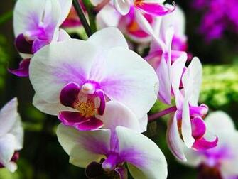 White Moon Orchid Wallpaper HD
