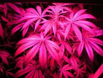 Displaying Image For Pink Weed Leaf Wallpaper