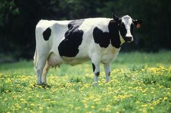 Holstein Cow Wallpaper For Android Apk