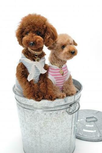 Poodle Wallpaper For Desktop Animal Planet HD