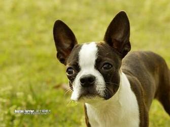 My Dogs Boston Terriers Wallpaper Pet Dog Terrier Desktop