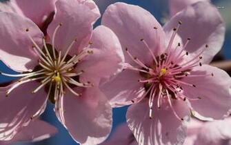 Peach Blossoms Wallpaper Flower