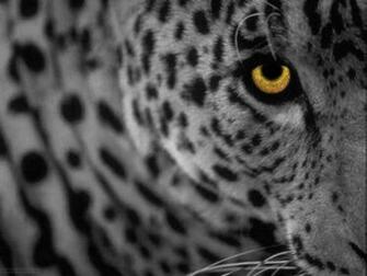 Bacground Leopard Apple Mac Desktop Wallpaper Full HD