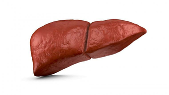 Human Liver On A White Background 3d Render Motion