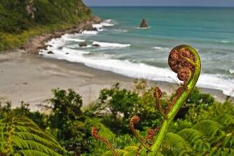 New Zealand Fern