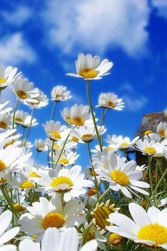 Wild Daisy iPhone HD Wallpaper