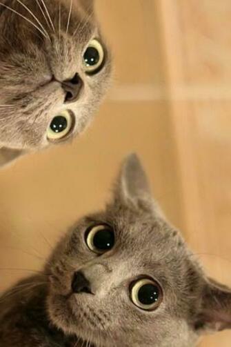 iPhone Background Crazy Cats From Category Funny And Comedy Wallpaper