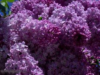 Lilac Wallpaper Desktop