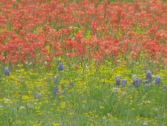 Bluebonnet Texas Wildflowers Search Results Newdesktopwallpaper