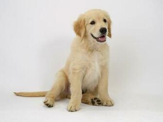 Desktop HD Golden Retriever Puppy Image