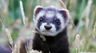 Ferret Wallpaper