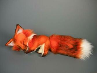 Red Foxes Image Fox HD Wallpaper And Background Photos
