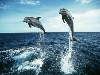Dolphin Wallpaper