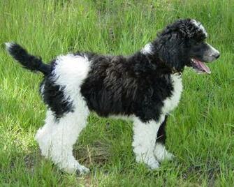 Standard Poodle Wallpaper Pictures Breed Information