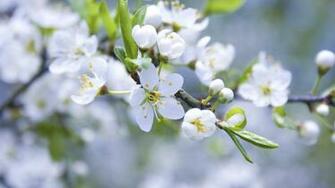 Apple Flowers Wallpaper