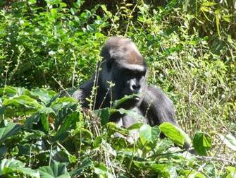 Gorilla Photos Desktop Background Wallpaper