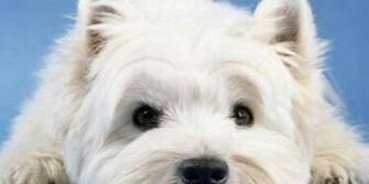 Screensavers About Animals Including Dogs Cats Puppies Kittens