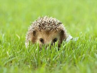 Index Of Data Wallpaper Hedgehog