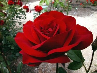 Rosa Roja Fondos De Pantalla Imagenes HD Gratis iPhone